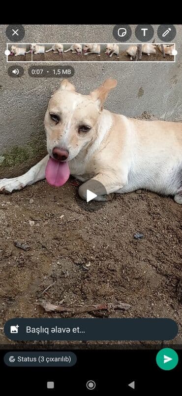 дрессировка собак баку: Salam (zvanok cütləşdirmək üçün) erkeydi çox aktiv itdi dik qulaq dik — 1