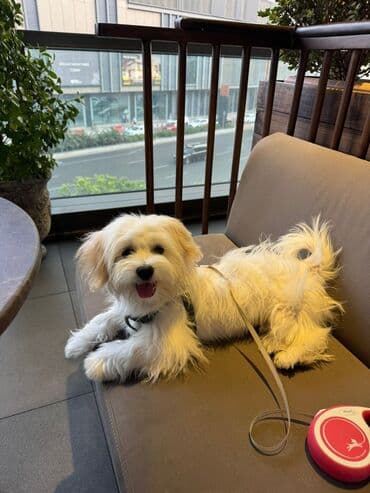 той ырлары попурри: Мальтийская болонка, 8 месяцев, Самец, С прививками, Платная доставка, Самовывоз, Доставка в районы — 2