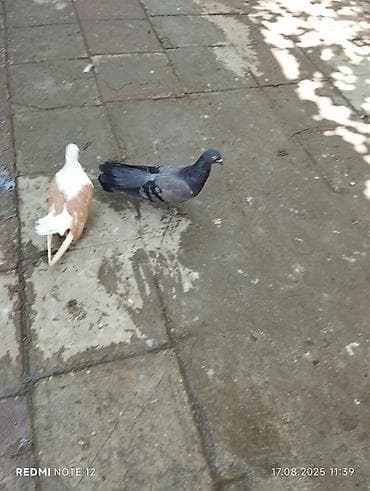 susar qusu: Göy maya 18 tük cırıq quyruq.Dolaq qizğin mayadır .Tam — 3