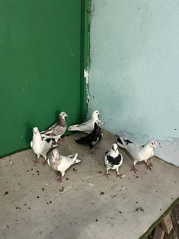 göyərçin pavlin: Birdenesi 10 manat — 4