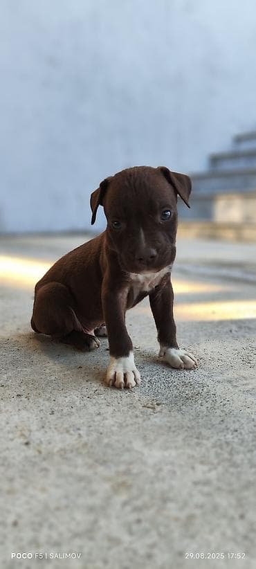 balaca itlər: Pitbul, 1 ay, Peyvəndli, Pulsuz çatdırılma — 1