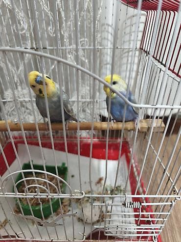 qizil qus: Hazır cüt rainbow cütü 60 manat hazır cütdü ünvan 7 ci mikrayon — 7