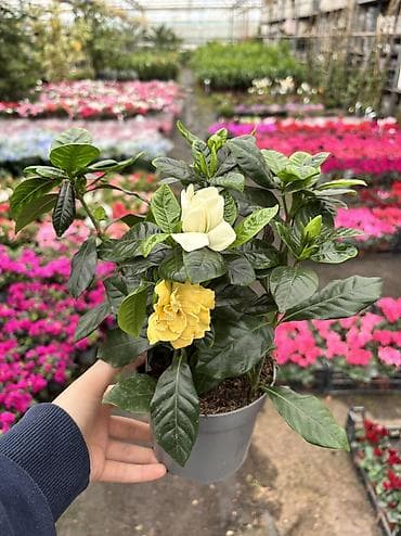 Gardenia 25azn. Vatsapp mövcuddur!. Çatdırılma metrolara, Şamaxinkaya