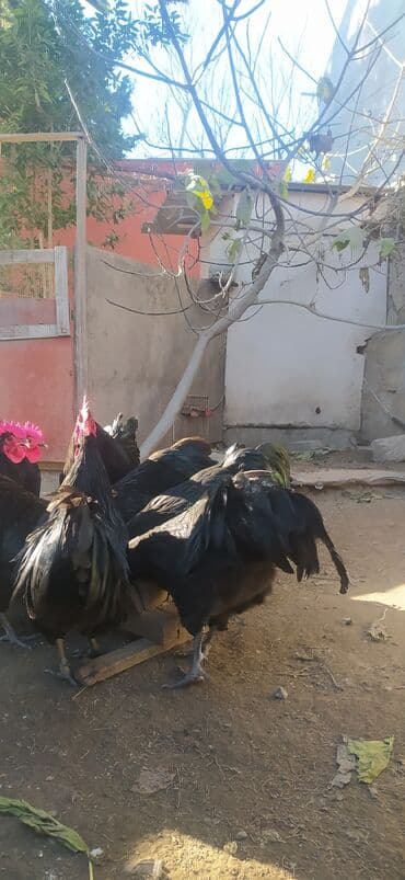 Opel: Allaha haminin malina xeyir versin .Gorduyuvuz avstriloplarin 10 ayliq — 1