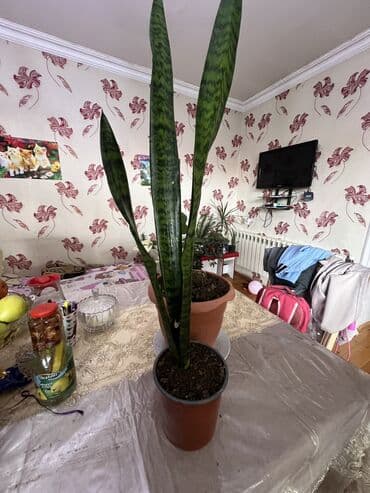 ev esyalarl: Xalça — 85