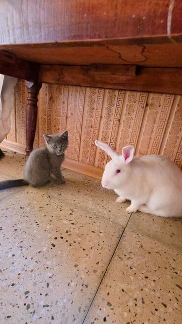 собака отдам в хорошие руки: В добрые руки — 2