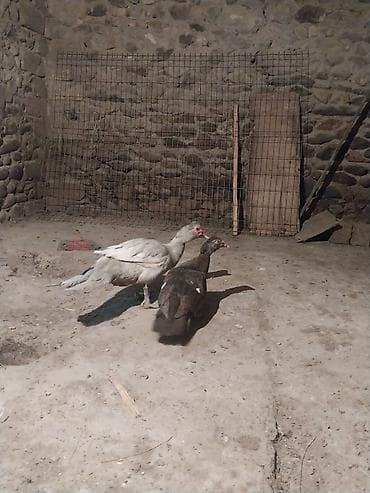 Ördəklər: 2 side xoruzdur lavanda 9 aylx dr krasnadar okuz 5 aylx qiymet cutne — 4