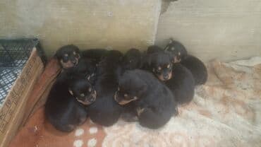 bala itlər: Rotveyler, Pulsuz çatdırılma — 6