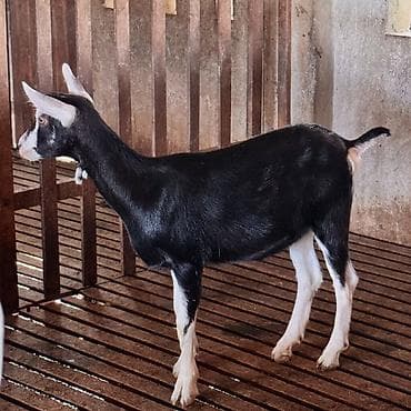 Alpin kecisi birinci balasidi bala 1 ayliqdi saglam sudu 3.2 kq — 4