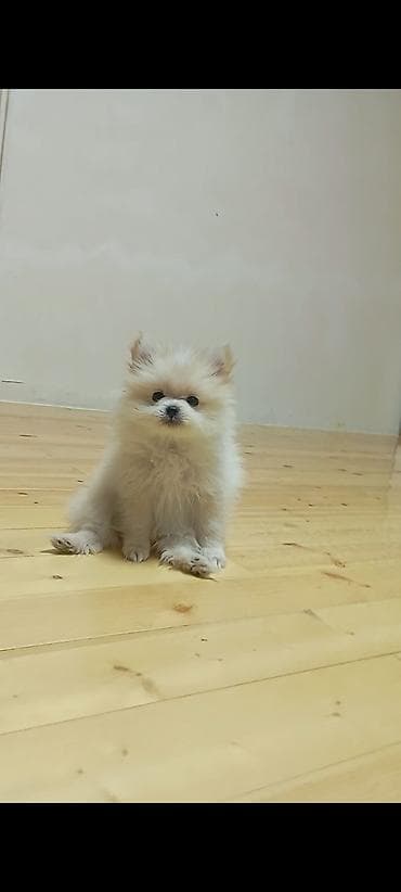 Собаки: Шпиц — 2