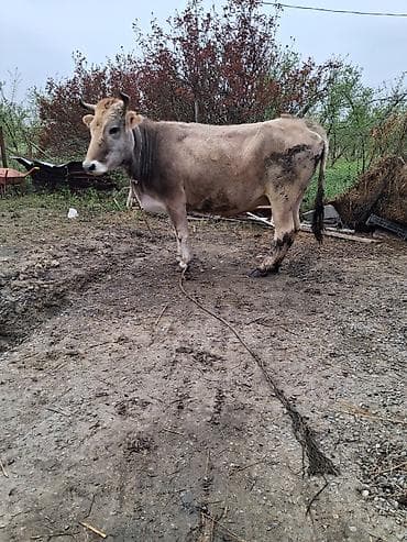 Heyvanlar: 2 ci qarın 7 aylıq boğazdı ağ qulaq sortdur süt 12 baladan başqa verib — 4