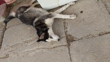 купить хаски щенка: Хаски, 4 месяца, Самец — 4