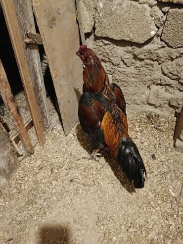 qurd əleyhinə dərmanlar: Cinsi yapon 1 yaş yarımlıq heyvandı problemsiz heyvandı yoxlamışam — 8