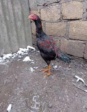 qaz və ördək: Heyratı bece qiymət barəsində danışmaq olar hind quşu ve lal ördəklər — 1