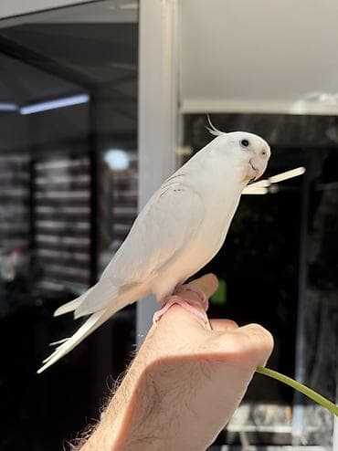 heyvan alqi satqisi: Erkəy Korella Albinos Papuqay Əsl cütə hazır quş 1 yaş Əl quşudu — 1