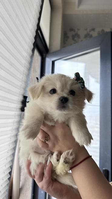 Quşlar: Mətn: Balaca it balaları(Pomerianskiy wpic+Korolevskiy pekenes) - — 5