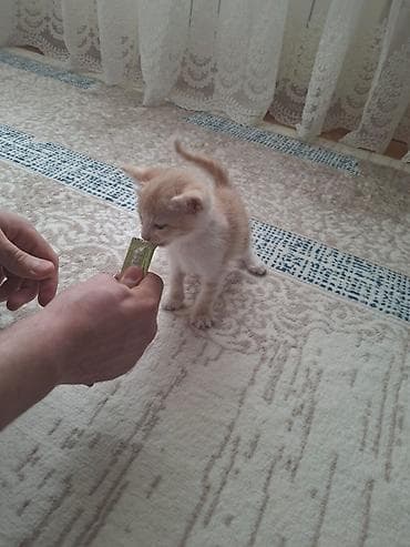 Erkək, Yaxşı əllərə, Ünvandan götürmə