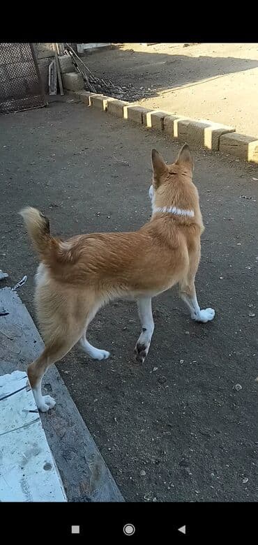 itlərin cütləşmə vaxtı: 3 ay, Cütləşmə üçün — 3