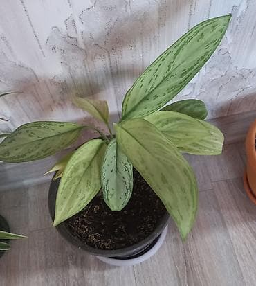 suni bitki: Aglaonema (dekorativ otaq bitkisi) – boz-yaşıl fon üzərində tünd yaşıl — 1