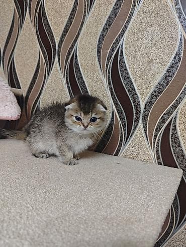 yem qabi: Tabbi — 1