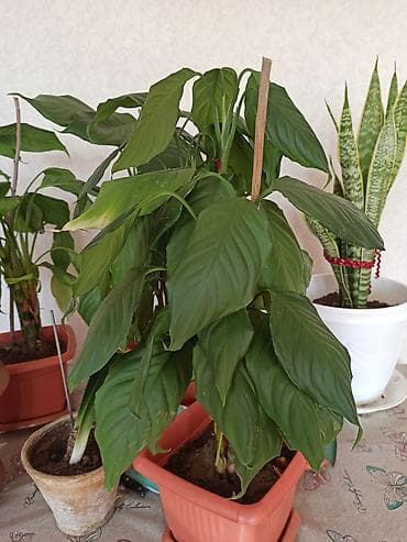 Ev otaq gülləri – bir neçə növ 5-50 manat arası qiymət -