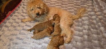 карликовый пудель: Пудель — 1