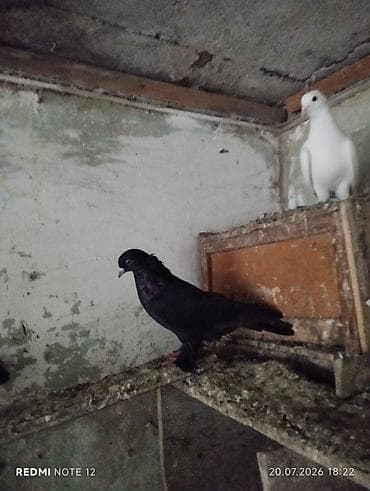 Cavan kömür qara erkekdir.Leleklidir.Tutulmadir lalafo.az -da Cavan kömür qara erkekdir.Leleklidir.Tutulmadir