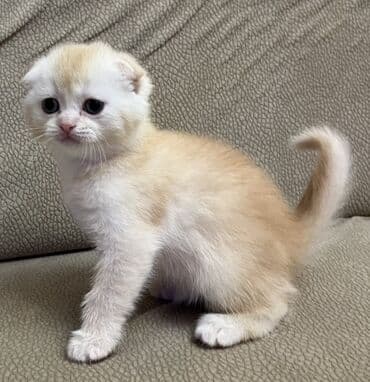 Gəmiricilər: Temiz qan shinshila balalari satilir. 15 .11.25 ilde dogulublar. yemek — 6