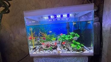 akvarium kompressor: Akvaryum dəsti – ağ çərçivəli, örtüklü Xüsusiyyətlər: - Düzbucaqlı — 3