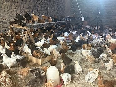 pitbul gence: Toyuq cücələri, Ətlik — 3