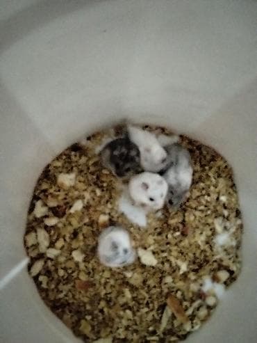 gəmirici: Məhsul: Cırtdan hamsterlər (Djungarian/campbell tipli) Rənglər: tam — 3