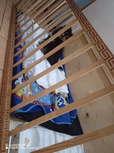 arı şəkilləri: Şpitz, Ünvandan götürmə — 5