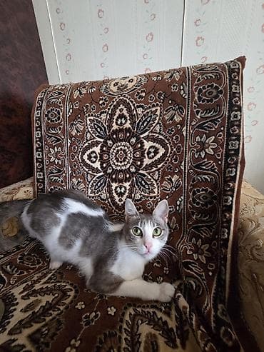 ağ xaski: Yaxşı əllərə — 4