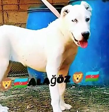 avcarka type 1: Alabay, 8 ay, Dişi, Peyvəndli — 2