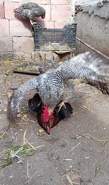 kənd toyuqlarının satışı: Toyuq, Damazlıq, Ünvandan götürmə — 1