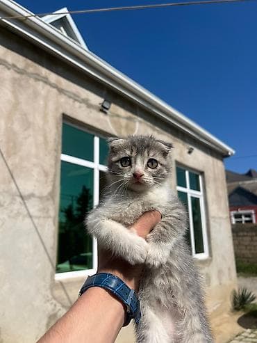 ev pişiki: Şotland yastı qulaq — 2
