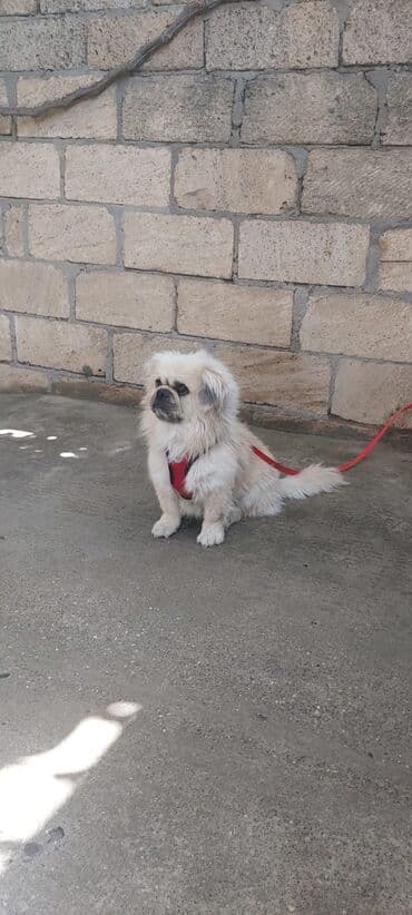 вольер для кота: Пекинес, 7 лет, Самец, Для вязки — 3