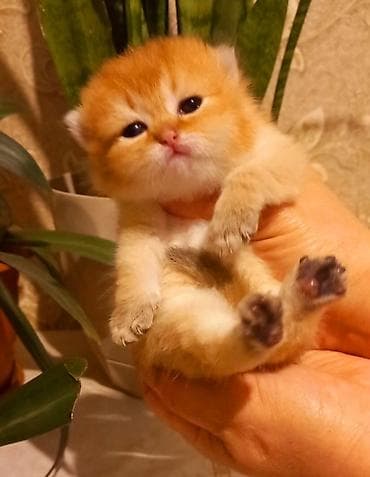 pisik cantasi: Britan, Erkək, Yaxşı əllərə, Ünvandan götürmə — 9