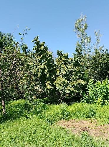 culyanda kiraye evler: Kənd təsərrüfatı — 9