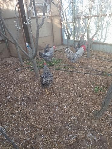 itlerin satisi: Toyuq, Damazlıq — 4