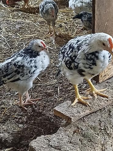 qaz satilir: Куриные цыплята, Для разведения — 8