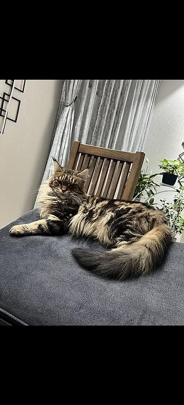 lalafo pisik: Meyn-kun — 1