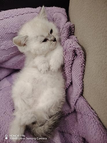 naxcivan heyvan elanlari: Şinşilla — 3