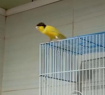 hind quşu baximi: Bülbül ərkək fevralda 1 yaşı oldu oxyur seçilmiş damazliq quşdu Sarı — 7