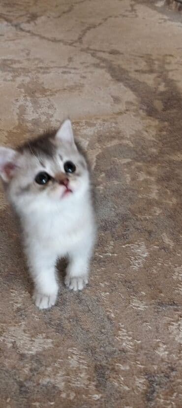 pişik şekilleri: Şotland, Erkək, Dişi, Yaxşı əllərə, Pulsuz çatdırılma, Ödənişli çatdırılma — 22