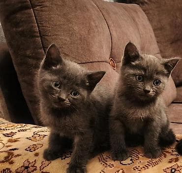 pişik balası satılır: Britan, Ünvandan götürmə — 1