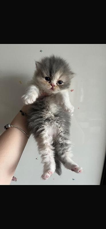 sfinks pişik: Şirin tüklü pişik balaları – uzun tüklü, boz-ağ rəngli - Cins: uzun — 2