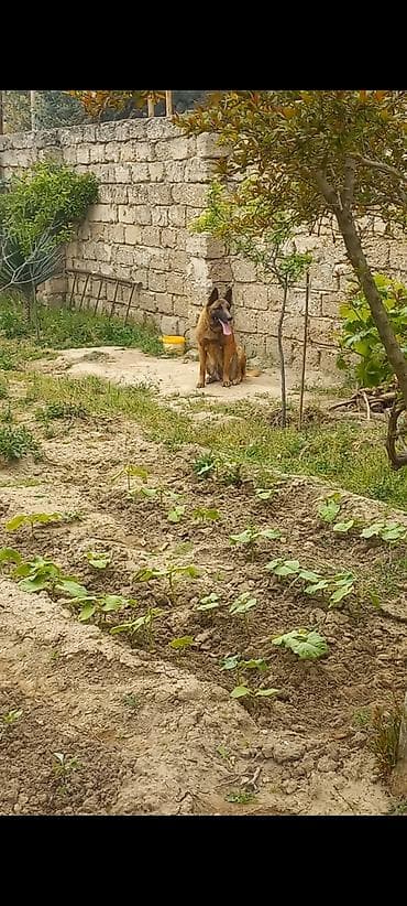 pudil itleri: Belçika çoban iti, 2 il, Dişi — 4