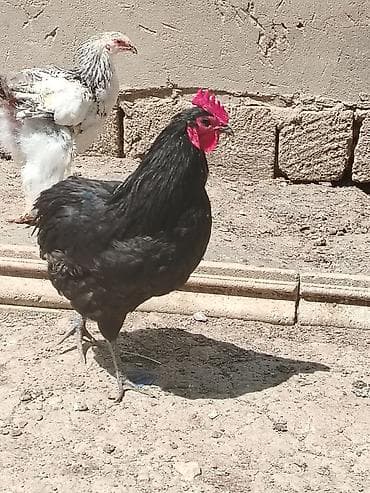 lal ördek satışı: Toyuq, Damazlıq — 3