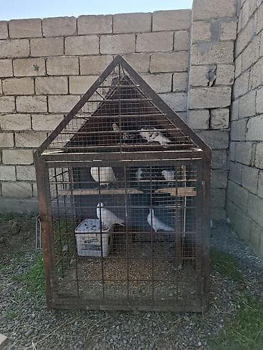 Quşlar: Dəmir karkaslı quş qəfəsi/peykan - Material: tam metal karkas, tor — 6